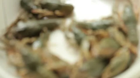Crayfish Stock Footage 10789547