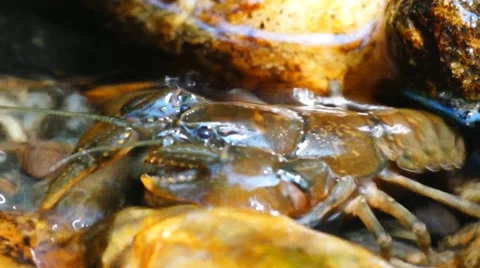 Crayfish Stock Footage 11113589