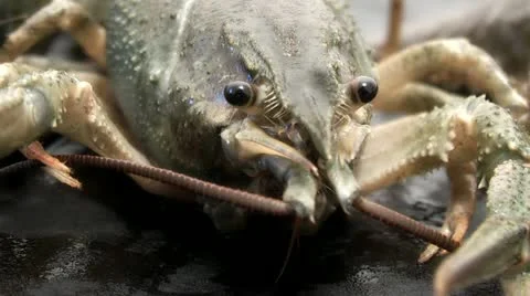 Crayfish Stock Footage 11518228