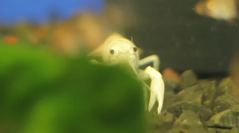 Crayfish 스톡 동영상 23227376