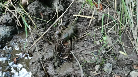Crayfish Video stock 159377502