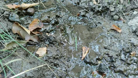 Crayfish Video stock 159377518