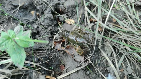 Crayfish Video stock 159377521