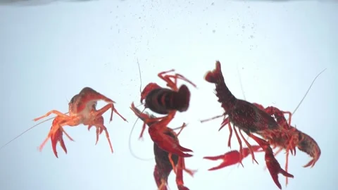 Crayfish Stock Footage 168602745