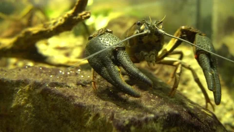 Crayfish in Freshwater - Crustacean Stock Footage 138712100