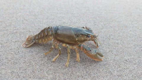 Crayfish Great Lakes Beach Stock Footage 274621961