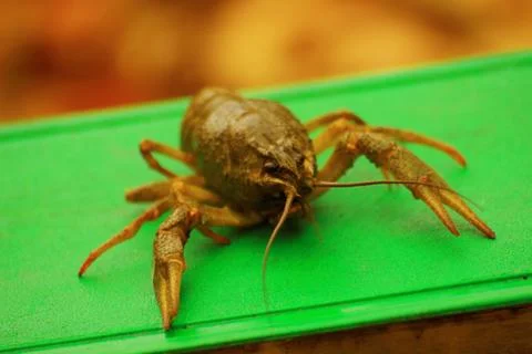 Crayfish on a green tray Stock Photos