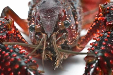 Crayfish head. Stock Photos