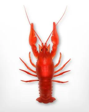 Crayfish Stock Illustration