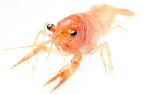 Crayfish isolated. Foto stock