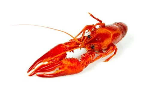 Crayfish isolated Stock Photos