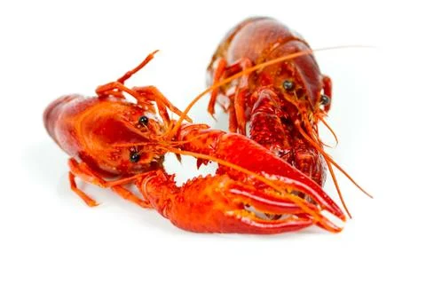 Crayfish isolated Stock Photos