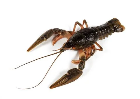 Crayfish isolated on white background, close-up Foto stock