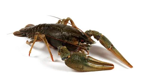 Crayfish isolated on white background, close-up Foto stock