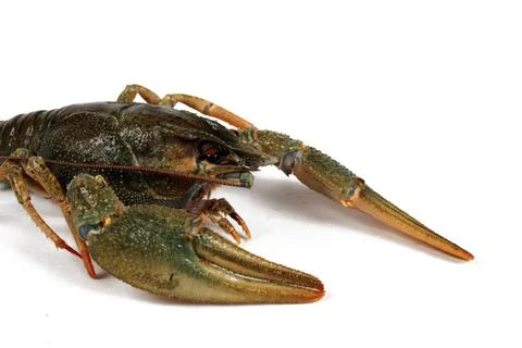 Crayfish isolated on white background, close-up Foto stock