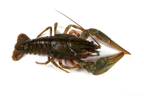 Crayfish isolated on white background, close-up Stock Photos