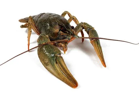 Crayfish isolated on white background, close-up Stock Photos