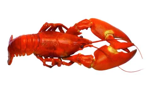 Crayfish isolated on white Stock Photos