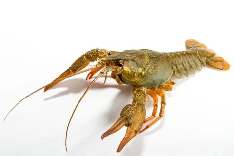 Crayfish isolated on white Stock Photos