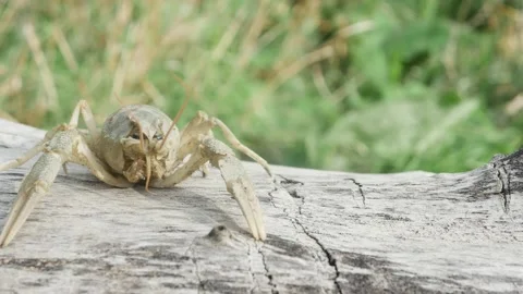 Crayfish on a lying tree, close-up, front view Vídeos de archivo 217861819