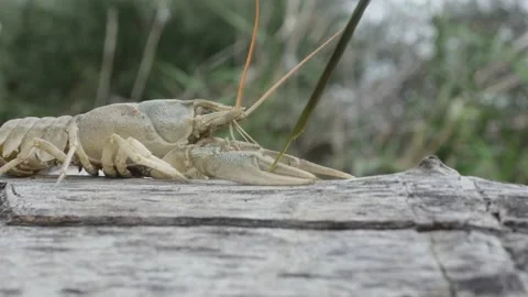 A crayfish on a lying tree runs away from a blade of grass stretched out to Vídeos de archivo 217861171