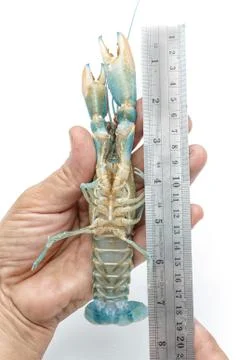 Crayfish with a measuring ruler on white background Stock Photos
