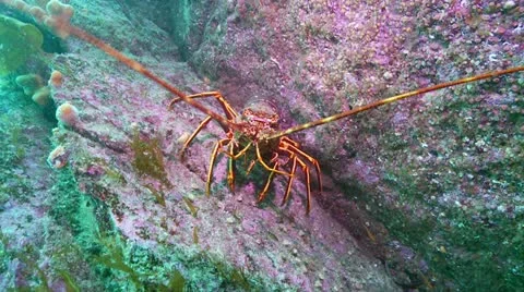 Crayfish mid 2 Video stock 12455406