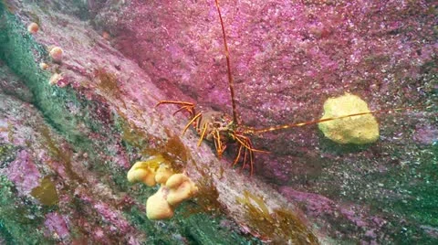 Crayfish mid Stock Footage 12456468