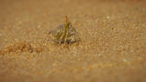 Crayfish - Ocypode brevicornis Ghost Crab found on sandy beaches of Indian Ocean Stockbeeldmateriaal 289578739