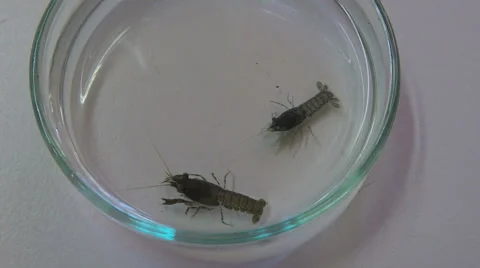 Crayfish (Orconectes limosus) in petris dish Stock Footage 68635903