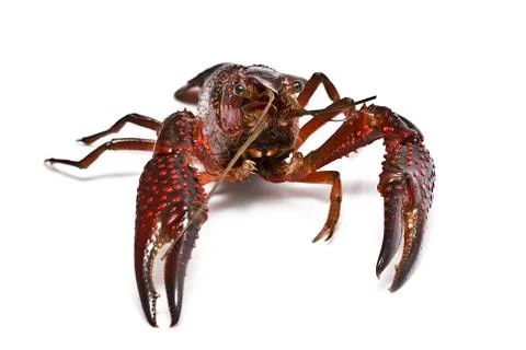 Crayfish over white. Stock Photos