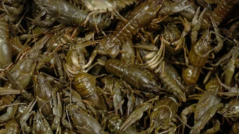 Crayfish pattern for design. Fresh crayfish. Delicacy food. Stock Footage 146404319