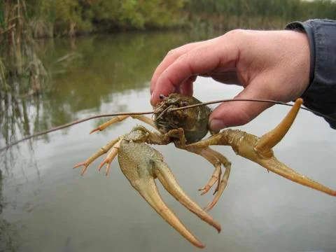 Crayfish Stock Photos