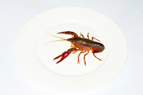 Crayfish Stock Photos