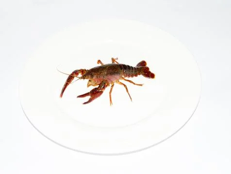 Crayfish Stock Photos