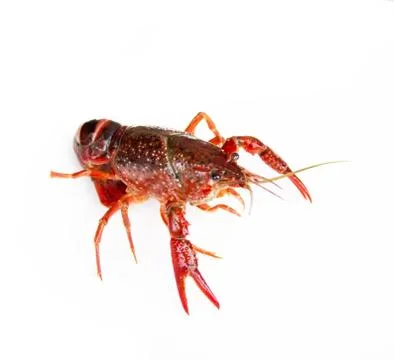 Crayfish Stock Photos