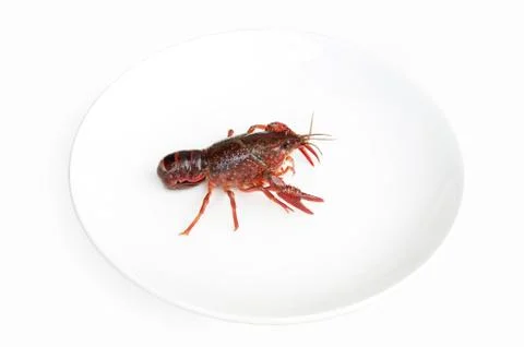 Crayfish Foto stock