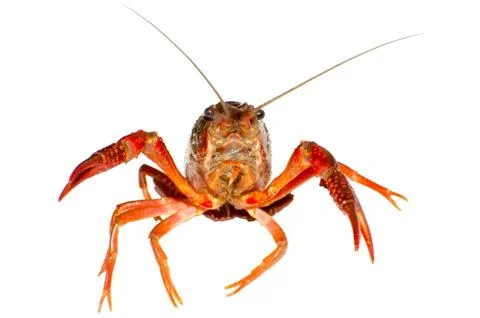 Crayfish Stock Photos