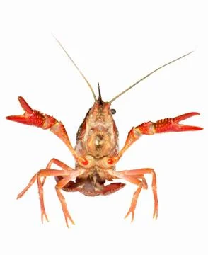 Crayfish Foto stock