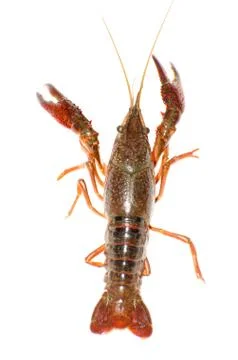 Crayfish Stock Photos