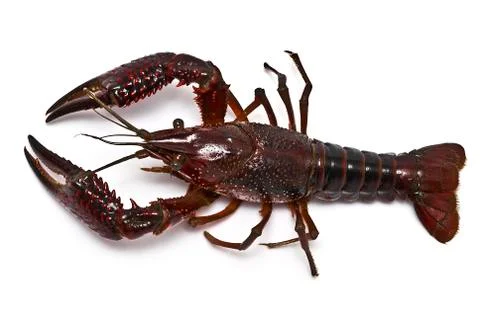 Crayfish. Stock Photos