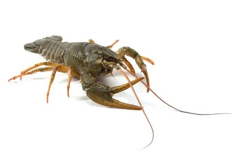 Crayfish 스톡 사진