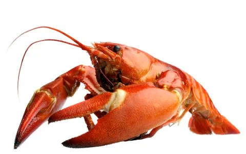 Crayfish Stock Photos