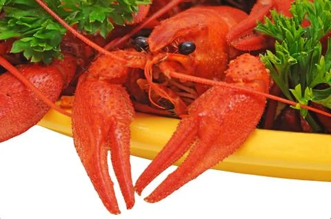 Crayfish Stock Photos