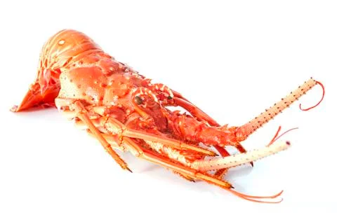 Crayfish Stock Photos