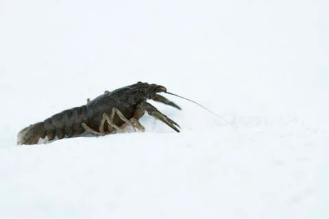 Crayfish Stock Photos