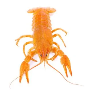 Crayfish Foto stock