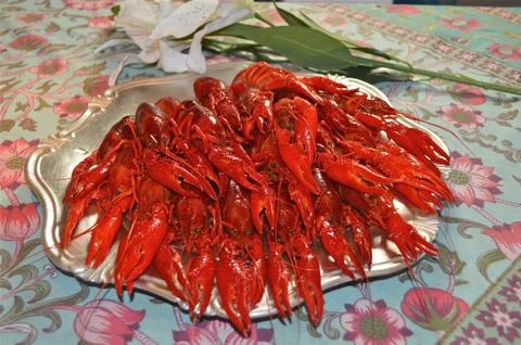 Crayfish 写真素材