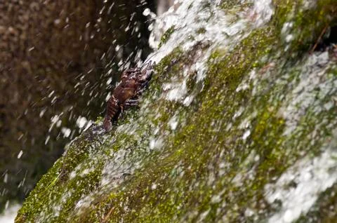 Crayfish Foto stock