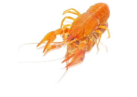 Crayfish Stock Photos